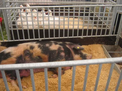 Lithuanian Native pig