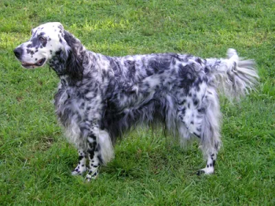 Llewellin Setter