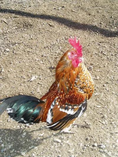 Öländsk dvärghöna