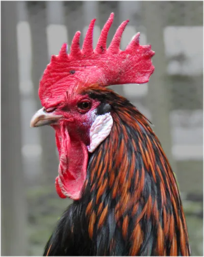 Long-crowing chicken