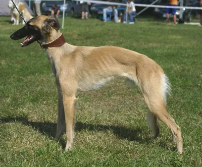 Longhaired Whippet