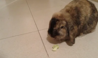 Lop rabbit