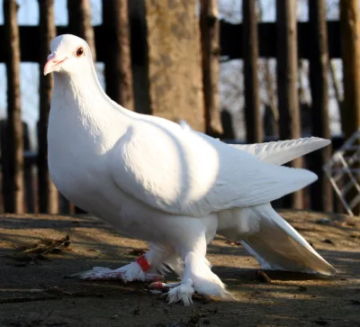 Low Silesian muffed Tumbler