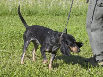 Lucernese Hound