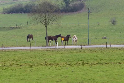 Luxembourg Warmblood