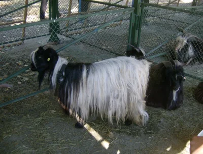 Malashevska goat