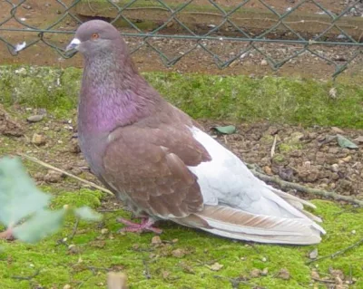 Mallorca Giant Pigeon