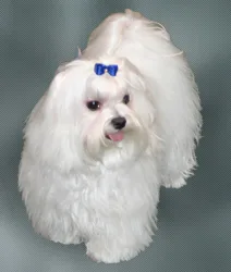 Maltese
