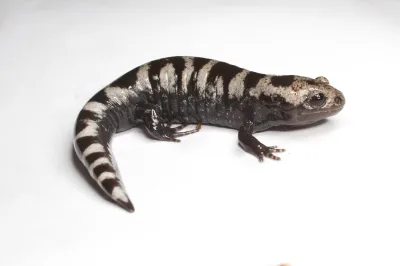 Marbled salamander