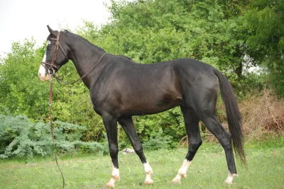 Marwari horse