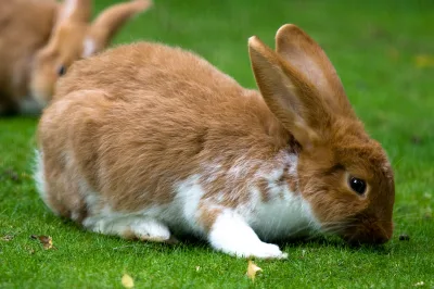 Mecklenburger Schecke