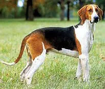 Medium-sized Anglo-French Hound