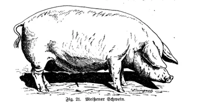 Meissner hog