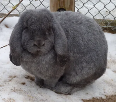 Meissner Lop