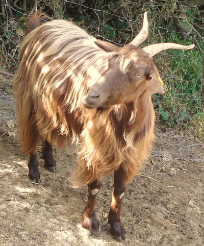 Messinese goat
