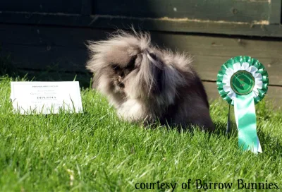 Mini Lion Lop
