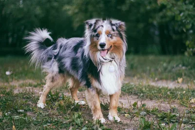 Miniature American Shepherd
