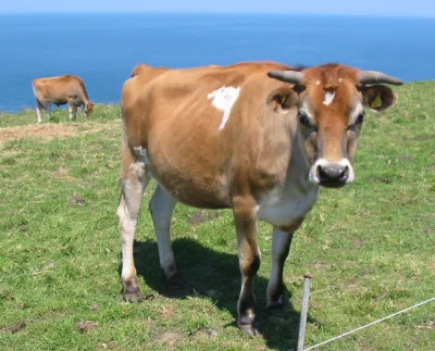 Miniature Jersey cattle