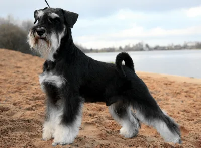 Miniature Schnauzer
