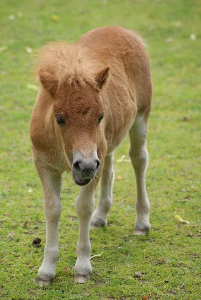 Miniature Shetland pony