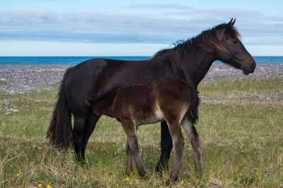 Miquelon horse