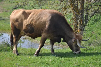 Mirandesa cattle