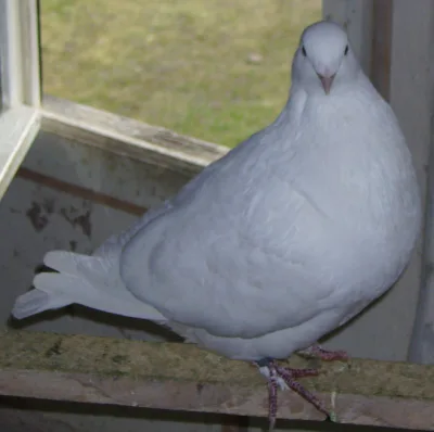 Mittelhause Pigeon