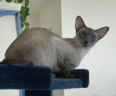 Modern Siamese