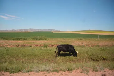 Mongolian cattle