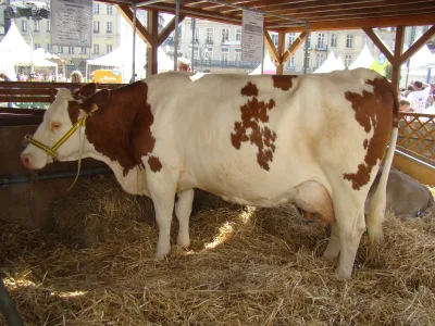 Montbéliarde cattle
