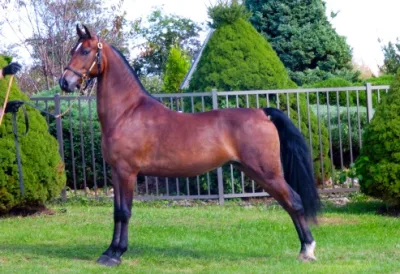 Morgan horse