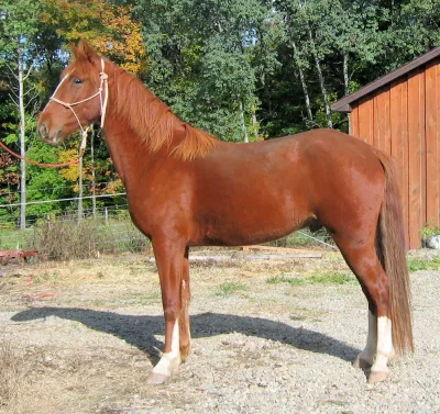 Mountain Pleasure Horse