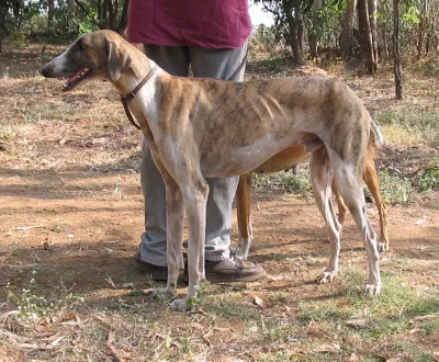 Mudhol Hound