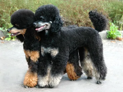 Multi-Colored Poodle