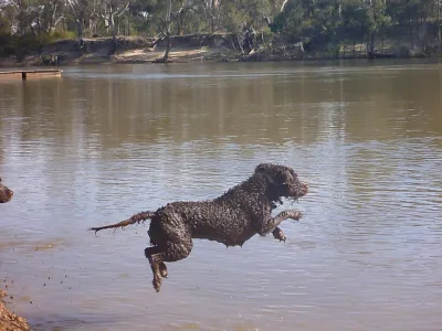 Murray River Curly Coated Retriever