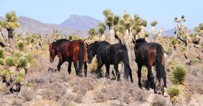 Namib Desert Horse
