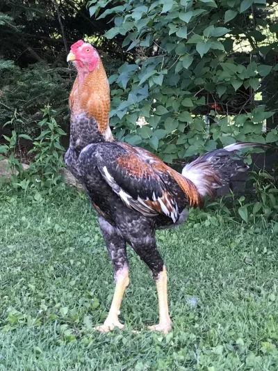 Índio Gigante Chicken