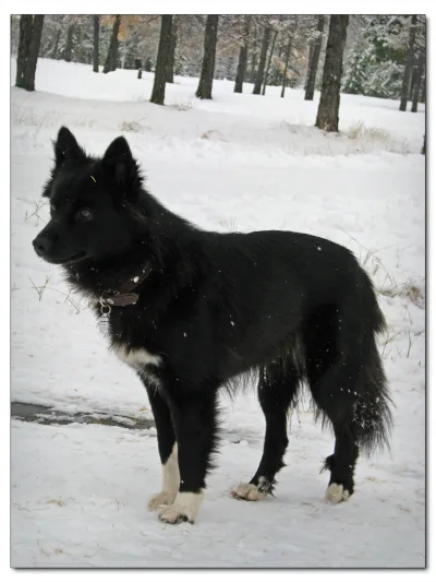 Nenets Herding Laika