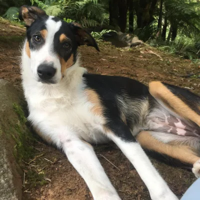 New Zealand Heading Dog