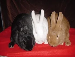 New Zealand rabbit