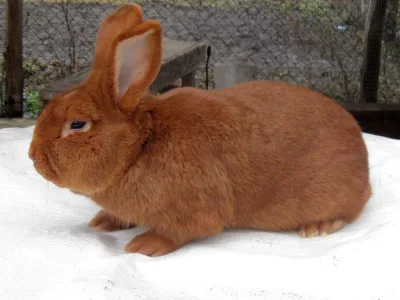 New Zealand red rabbit