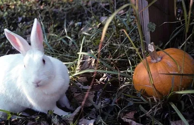 New Zealand white rabbit