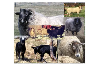 Newfoundland sheep