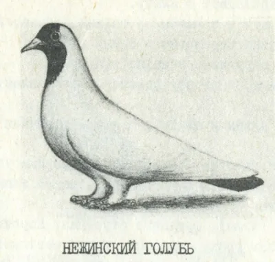 Nezhinsky Pigeon