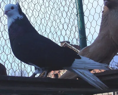 Nis Standard Pigeon