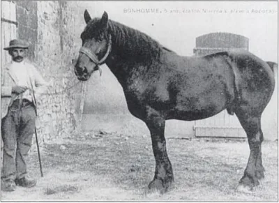 Nivernais horse