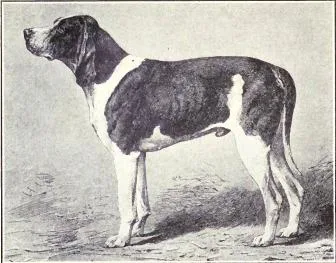 Norman Hound