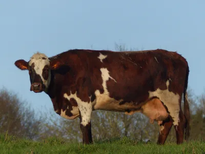 Normande Cattle
