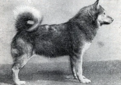 North-Easthrly Haaling Laika