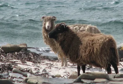 North Ronaldsay Sheep